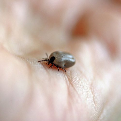 Protect yourself from ticks