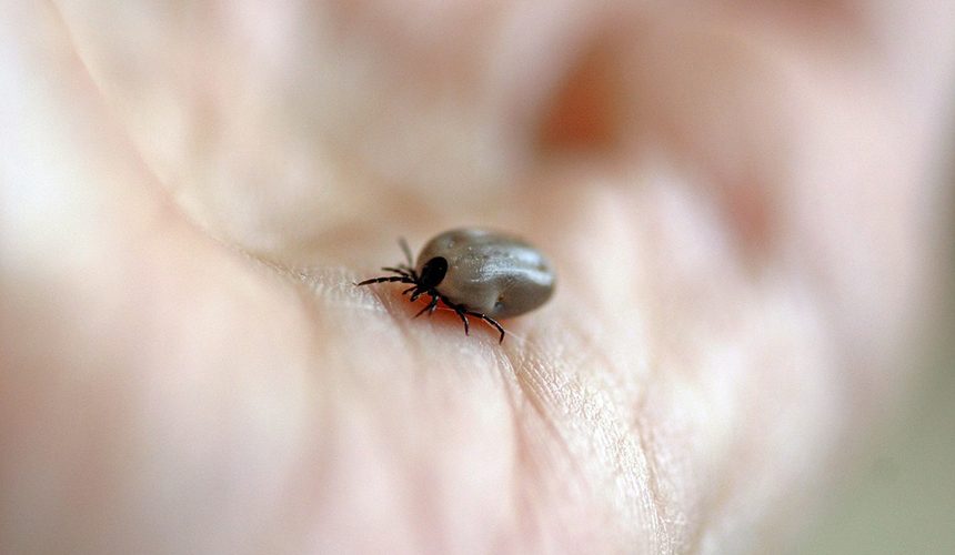 Protect yourself from ticks